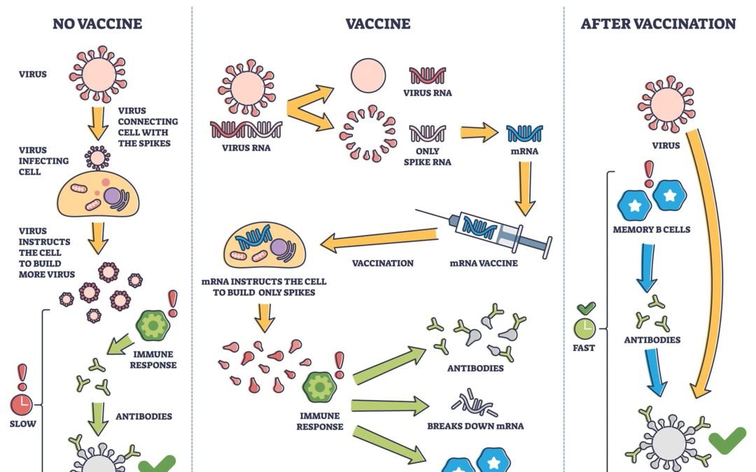 mRNA Vaccines Show Promise in Personalised Therapy